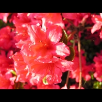 Azalee - Azalea Vuyk's Scarlet (fam. Ericacee) (05)